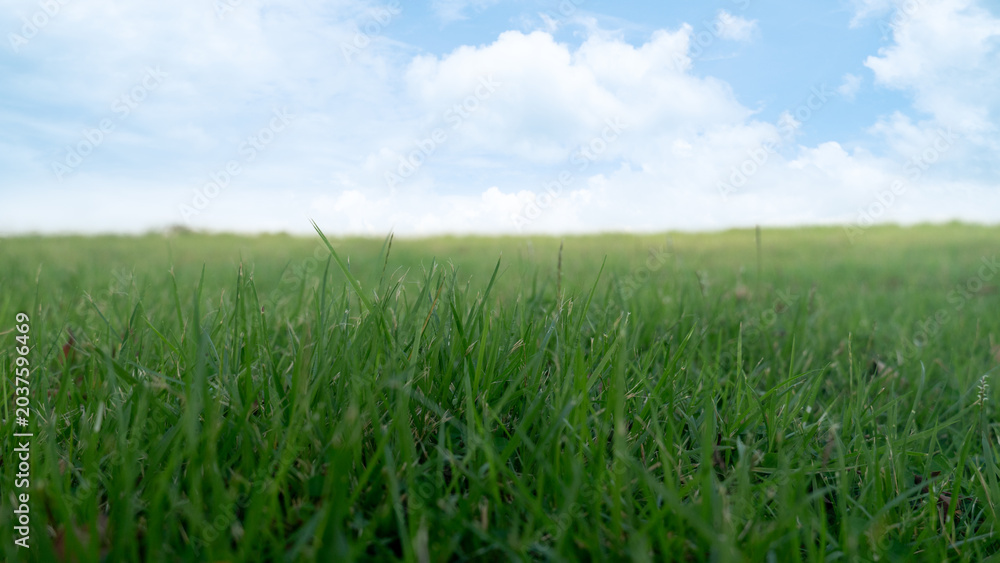 Obraz premium Wide landscape showcasing a lush field of vibrant green grass in the foreground. A pale blue sky with soft, scattered white clouds hangs over the flat natural horizon. For nature background.