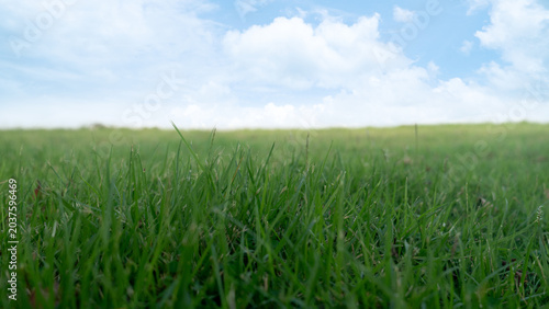Fotografía Wide landscape showcasing a lush field of vibrant green grass in the foreground