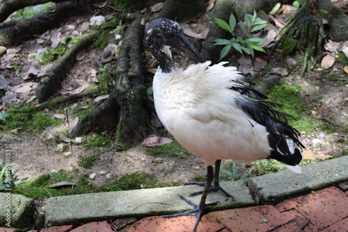 Photography African sacred ibis Threskiornis aethiopicus wading in natural habitat at KL Bir