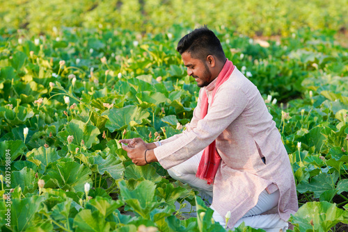 Foto young indian farmer sitting at green agricultural field