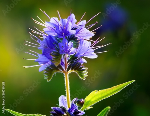 perovskia blue spire a late summer flowering plant with a blue purple summertime flower in july and august and commonly known as russian sage stock photo image