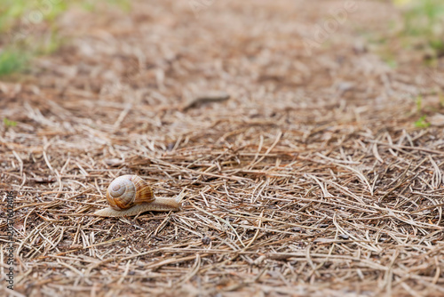 Fotografi Snail gastropod crawling across dry pine needles and debris on forest ground, re