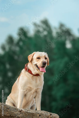 dog labrador retriever fawn color in nature.