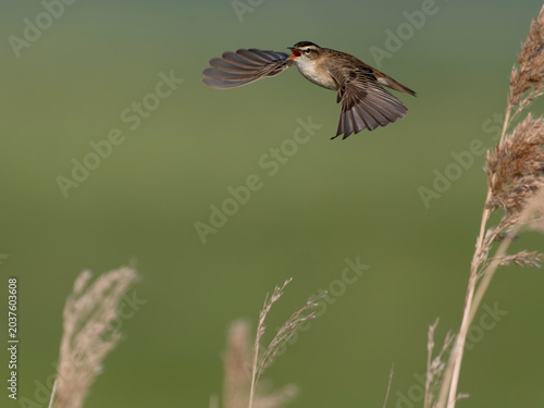Sedge warbler, Acrocephalus schoenobaenus