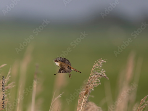 Sedge warbler, Acrocephalus schoenobaenus