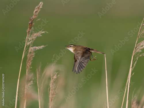 Sedge warbler, Acrocephalus schoenobaenus