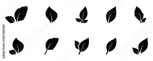 Fotografie Natural Black leaf design elements isolated on a white background