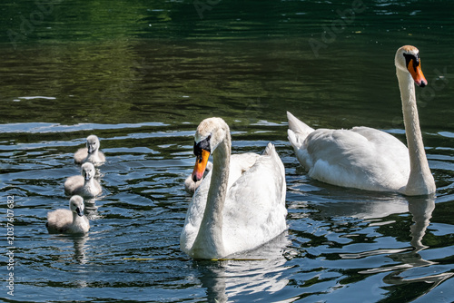 Cigno con i piccoli