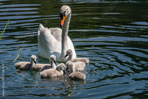 Cigno con i piccoli