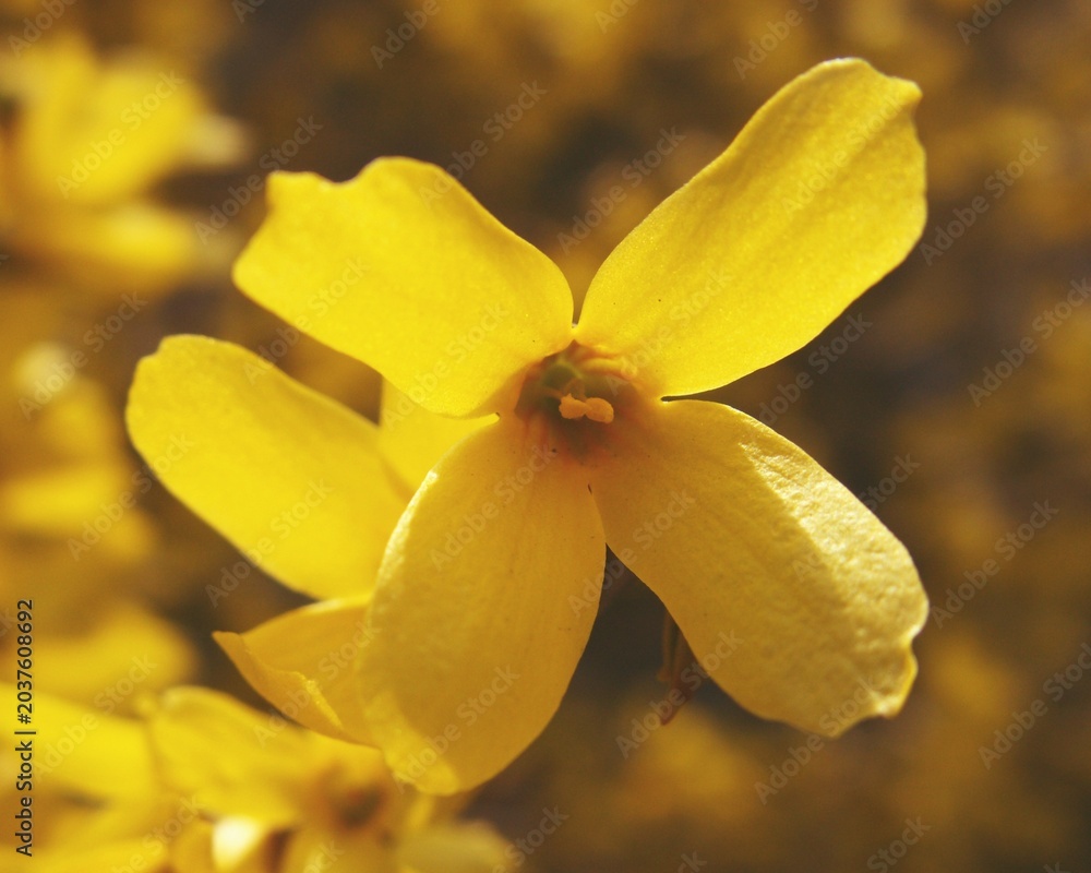Obraz premium Golden forsythia shrub bursting into bloom before leaves appear