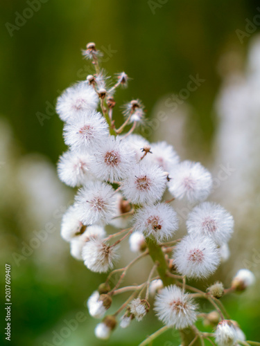 Photos Tall raceme of composite achenes with pappus bristles