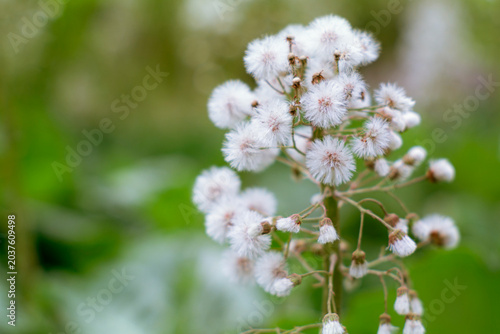 Slika na platnu Multiple white feathery seedheads on branching stem ready for wind dispersal