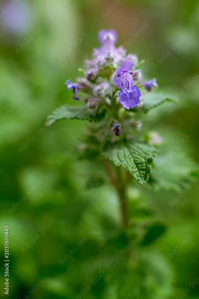Fototapeta premium Lamium maculatum showing simultaneous open flowers and unopened calyces 