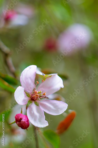 Apple blossom opening white beside two deep pink unopened buds in spring