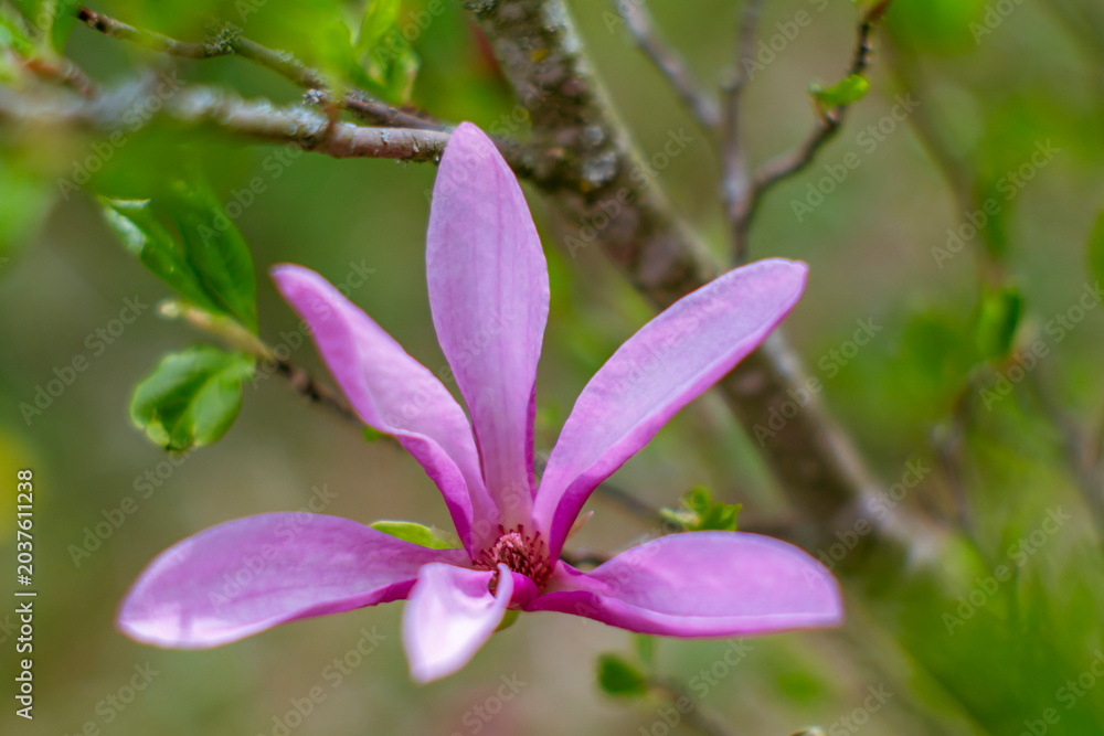 Obraz premium Pink magnolia flower and fresh young leaves emerging together in spring