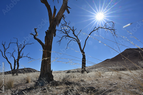 Namibia desert with dead acacia tree. Namibia