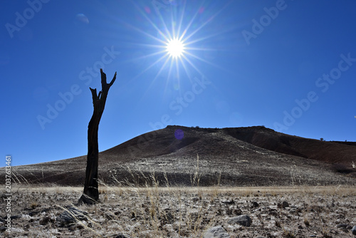 Schilderij op canvas Namibia desert with dead acacia tree