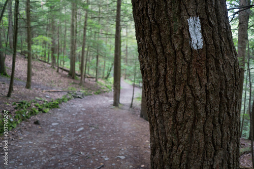Tree along the hiking path with blaze painted on it