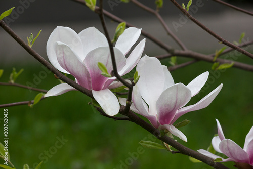 Spring blooming pink magnolia tree. Magnolia soulangeana flowering branches close-up