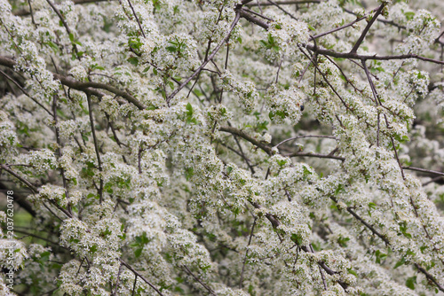 White spring flowers close-up. Branches of a blossoming spring tree