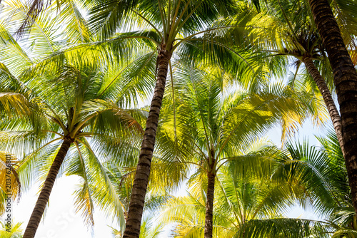 Lush green palm trees reaching towards a bright blue sky, showcasing vibrant fronds and textured trunks in a tropical setting