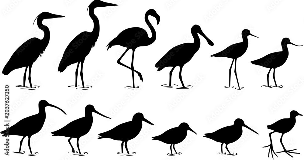 Fototapeta premium Set of black silhouettes of various wading birds and shorebirds standing in water