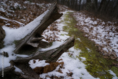 Snowy scene on the hiking trails