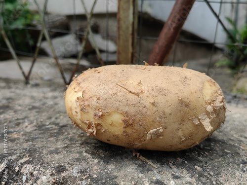 Raw Potato on Concrete Surface Close Up.
