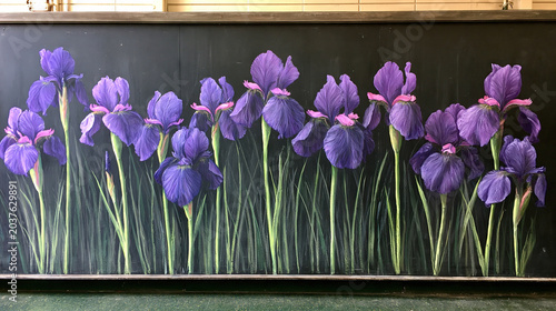 Vibrant Purple Irises on Chalkboard Background
