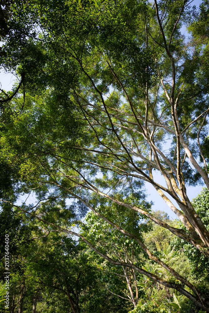 Fototapeta premium Lush green tree canopy against clear sky in tranquil tropical forest nature scene