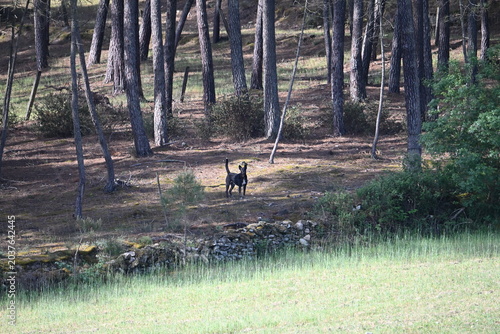 Attention chien dangereux