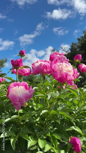 Peony paeonia amazing beautiful flowers, vertical video.
