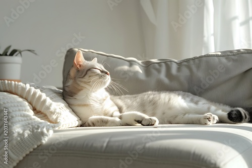 cat stretching on sofa in modern apartment, soft morning light, minimal interior, calm lifestyle moment, clean composition, high detail