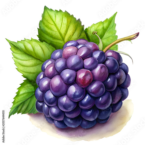 A vibrant. detailed illustration of a blackberry with leaves. A single. whole blackberry. rendered with realistic detail. with vibrant green leaves attached.