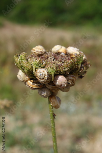 Flor de caracoles.