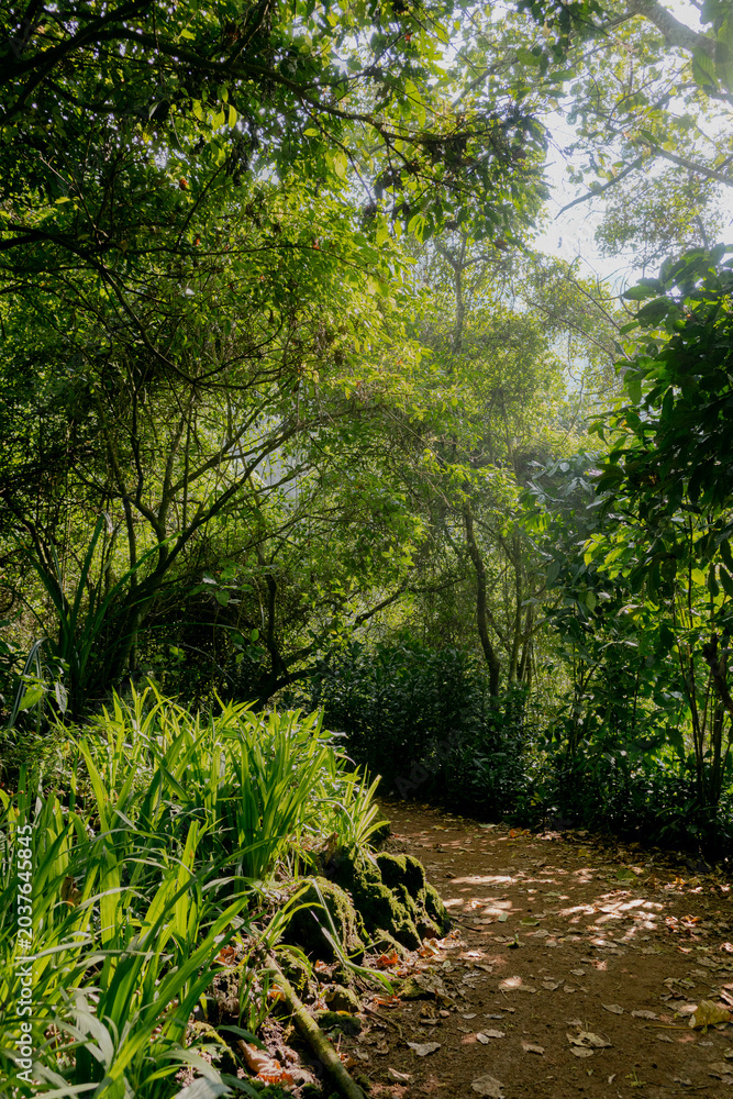 Fototapeta premium Lush green forest path with ferns, dappled sunlight, and peaceful mood in tropical nature