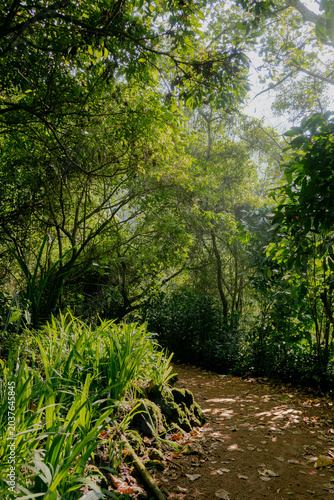 Lush green forest path with ferns, dappled sunlight, and peaceful mood in tropical nature