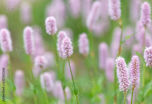 Pale pink snake plant flowers background