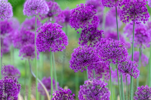 Fotografie Vibrant purple allium flowers in bloom