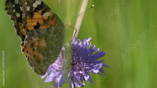 Painted Lady Butterfly Feeding and Moving on Scabious - 4K Macro Wildlife Slow Motion