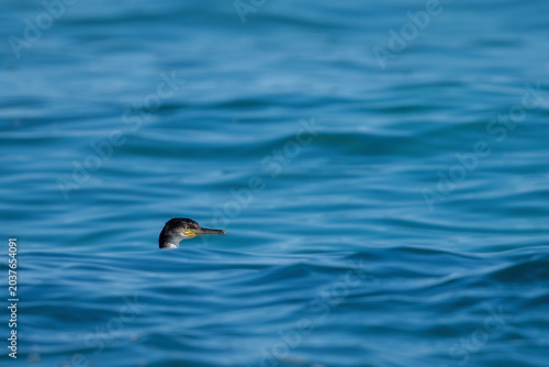 Foto Minimalist macro shot of European shag head peeking out of undulating blue sea w