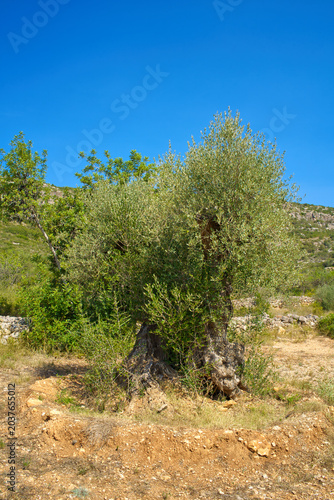 A majestic, centuries-old olive tree with a thick, twisted trunk and lush green foliage thrives in the rugged landscape of Sierra de Godall under a bright, cloudless sky