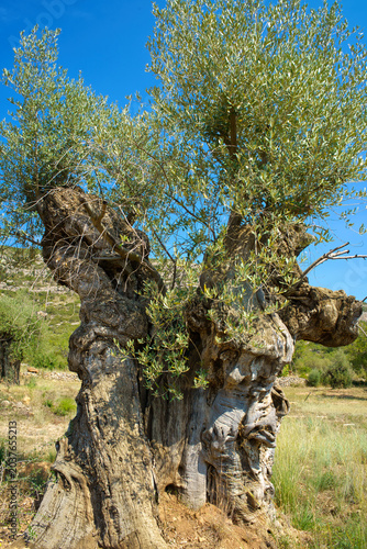 A majestic, ancient olive tree stands in a dry, rocky landscape with its distinctive, gnarled trunk and vibrant green foliage reaching towards the clear blue sky
