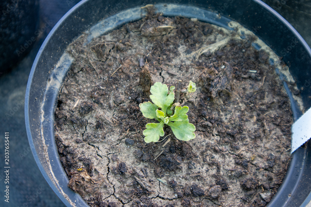 Fototapeta premium Small chrysanthemum seedling growing in dry pot soil