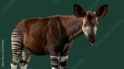 Obraz Okapi Standing with Striped Legs on Green Background
