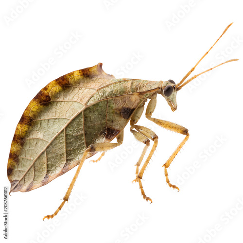 Giant Leaf Insect Isolated on Transparent Background – Exotic Camouflage Bug PNG