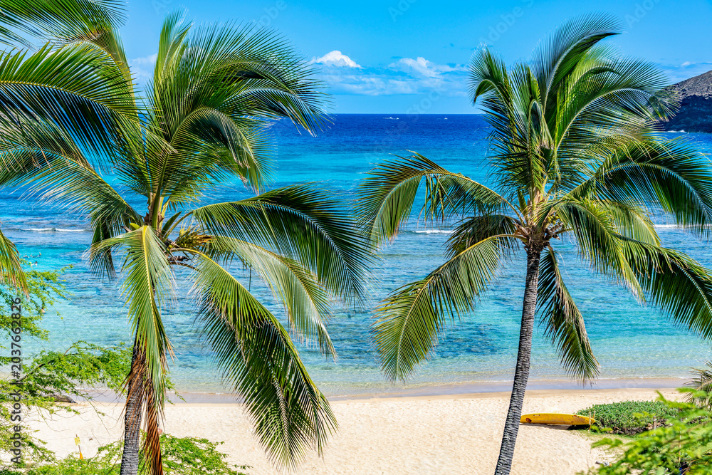 Fototapeta premium A scenic landscape view of two green coconut palm trees framing the vibrant turquoise ocean water of Hanauma Bay with a sandy beach in Hawaii