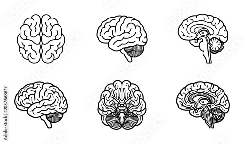 Bild auf Leinwand Brain Anatomy Vector Icons: Medical, Neuroscience, and Science Illustrations