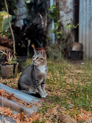 Grey tabby cat sitting attentively in lush green garden with dappled sunlight and calm mood