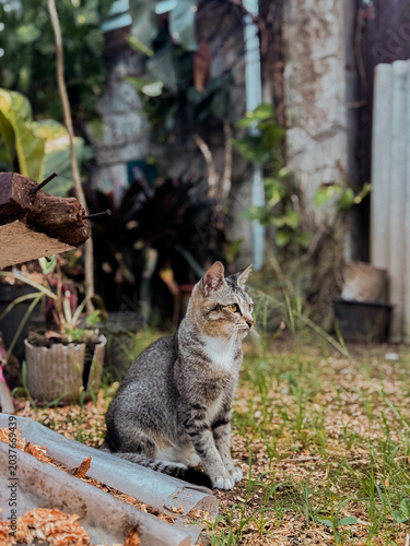 Focused tabby cat sitting alert in a lush garden with soft natural light